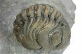 Perfectly Enrolled Morocops Trilobite - Top Quality Specimen #287372-1